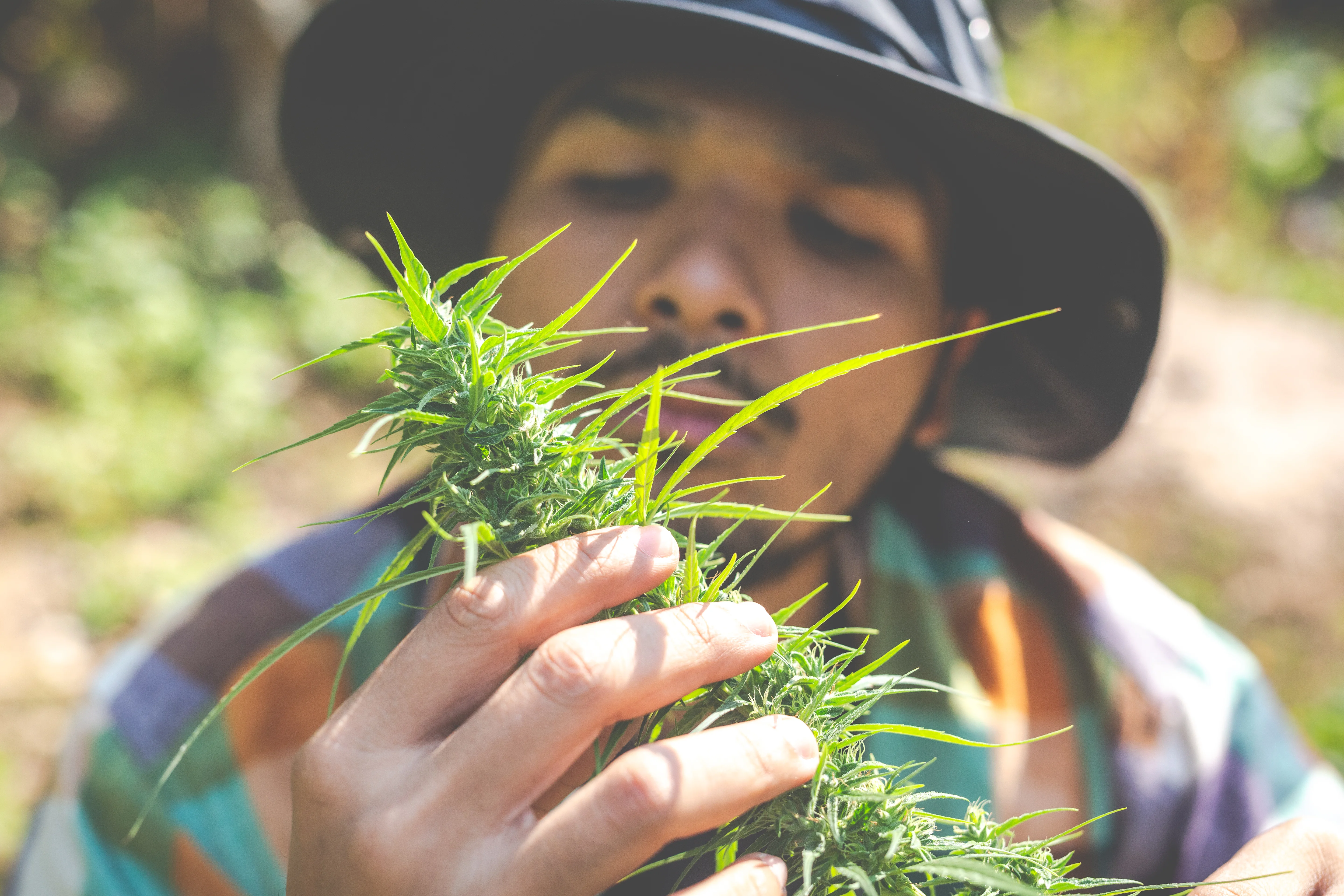Cultivo agrícola relacionado con cannabis medicinal